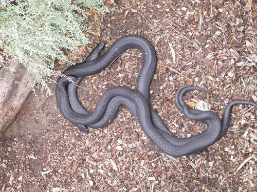 Tiger snake copulation